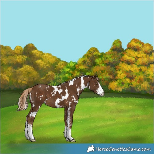 Horse Color:White Spotted Chocolate Palomino Sabino Appaloosa