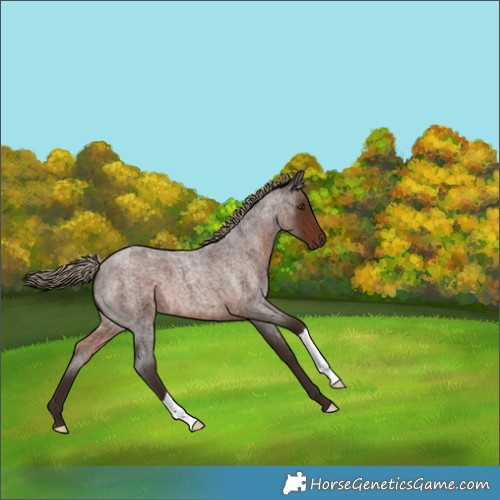 Horse Color:Liver Red Roan 