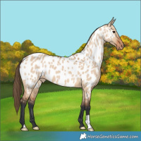 Horse Color:Bay Dun Near Leopard