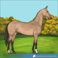 Horse Color:Bay Dun 