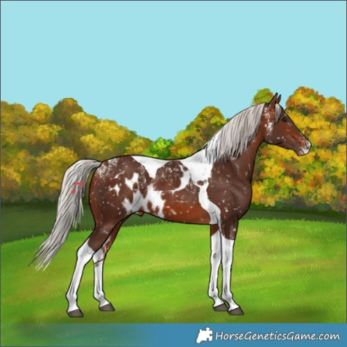 Horse Color:Powder White Silver Bay Tobiano Skewed Appaloosa 