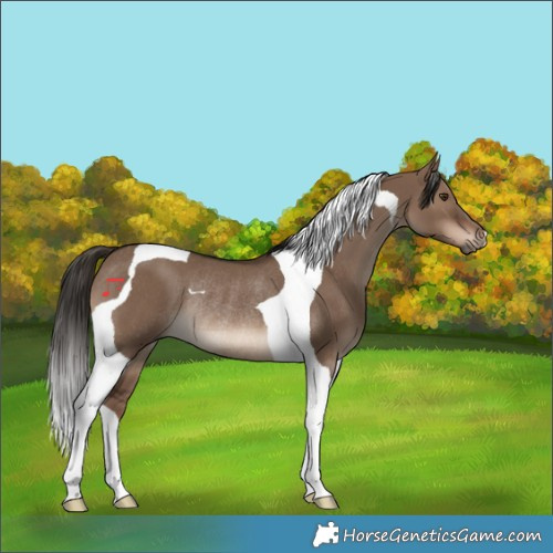 Horse Color:Liver Red Dun Tobiano Rabicano 