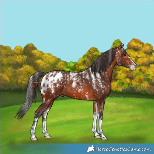 Horse Color:Powder White Bay Skewed Appaloosa 
