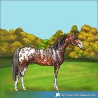 Horse Color:Powder White Bay Skewed Appaloosa