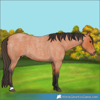 Horse Color:Bay Roan 