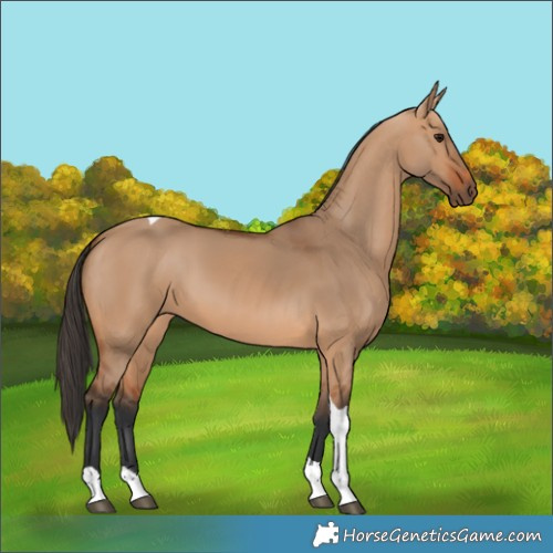 Horse Color:Bay Dun Tobiano