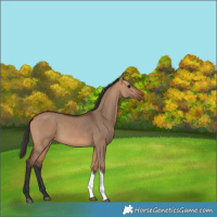 Horse Color:Bay Dun Tobiano 
