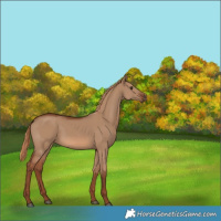 Horse Color:White Spotted Red Dun 