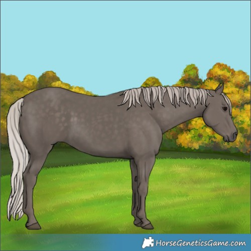 Horse Color:Silver Black 