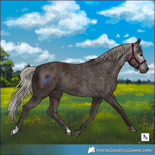 Horse Color:Gray Silver Black 