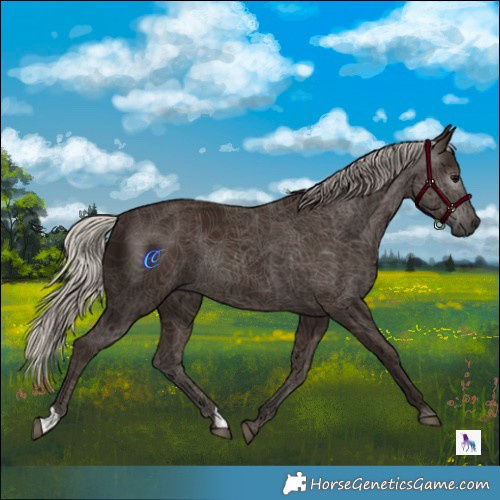 Horse Color:Gray Silver Black 