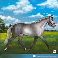 Horse Color:Gray Silver Black