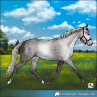 Horse Color:Gray Silver Black 