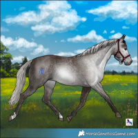 Horse Color:Gray Silver Black