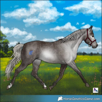 Horse Color:Gray Silver Black 