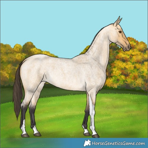 Horse Color:Buckskin Roan Dun Tobiano