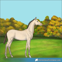 Horse Color:Amber Cream Champagne Dun