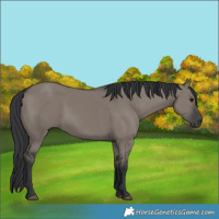 Horse Color:Grullo