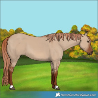 Horse Color:Red Dun 