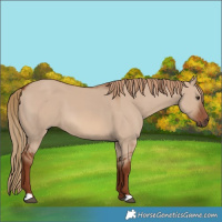 Horse Color:Red Dun