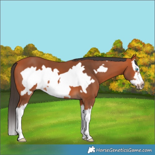 Horse Color:Bay Splash Frame 