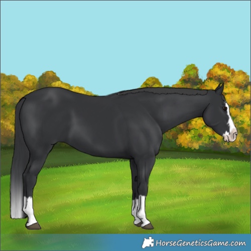 Horse Color:Black Splash 