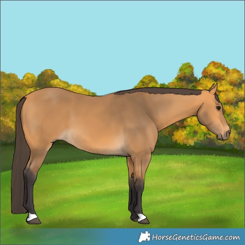 Horse Color:Buckskin 