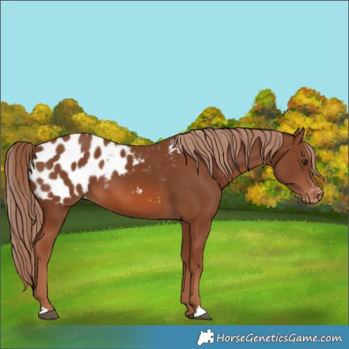 Horse Color:Chestnut Appaloosa 