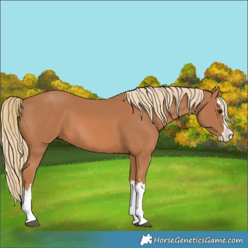 Horse Color:Chestnut Splash