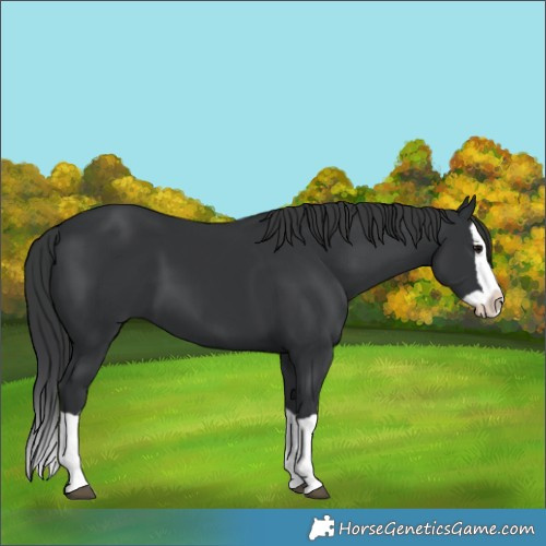 Horse Color:Black Splash 