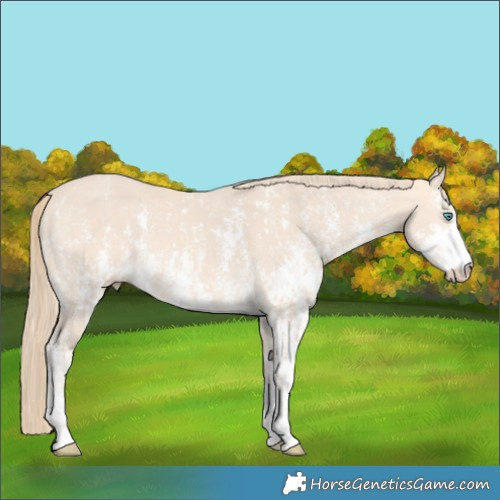 Horse Color:Perlino Sabino and Perlino Sabino