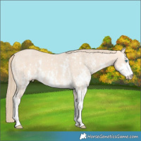 Horse Color:Perlino Sabino and Perlino Sabino