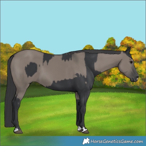 Horse Color:Black  and Grullo 
