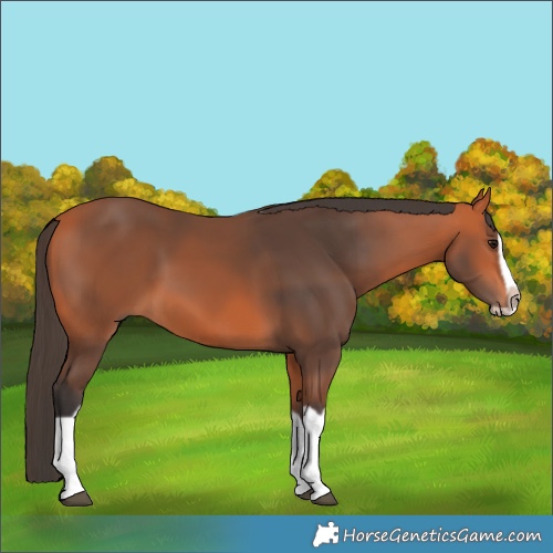 Horse Color:Bay Splash Frame 