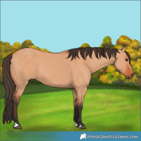 Horse Color:Bay Dun