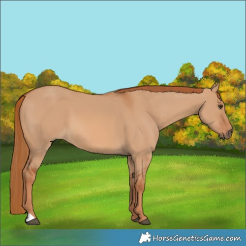 Horse Color:Red Dun