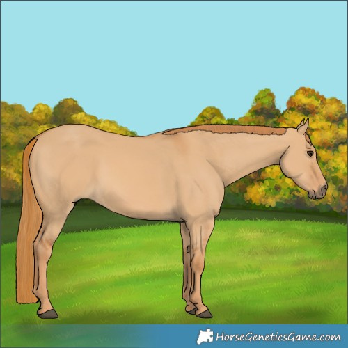 Horse Color:Red Dun 