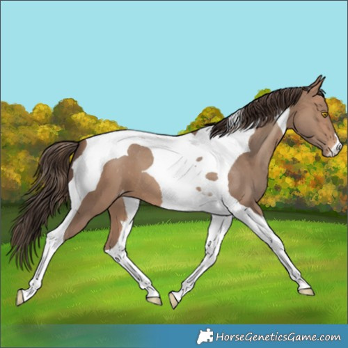 Horse Color:Sable Champagne Tobiano Appaloosa 