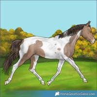 Horse Color:Sable Champagne Tobiano Appaloosa