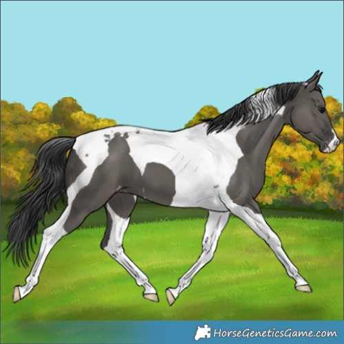 Horse Color:Grullo Tobiano Appaloosa