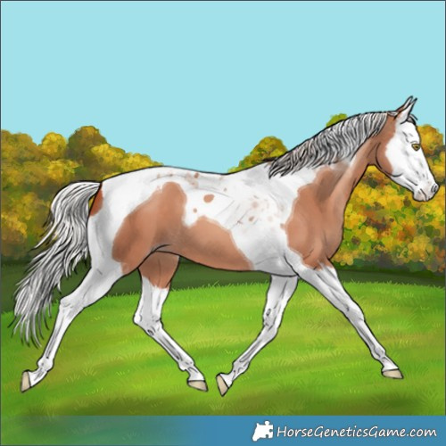 Horse Color:Silver Sable Champagne Splash Tobiano 