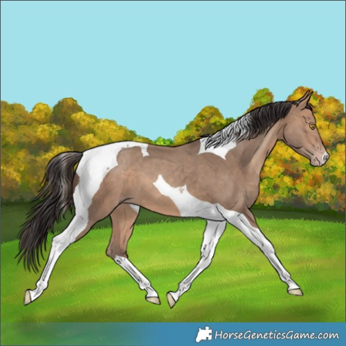 Horse Color:Sable Champagne Tobiano 