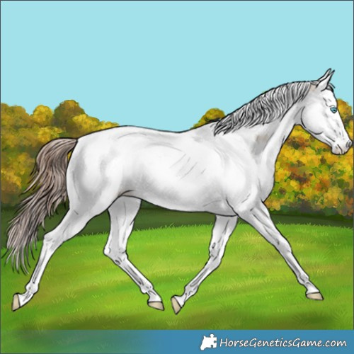 Horse Color:Amber Champagne Dun Splash Tobiano Appaloosa