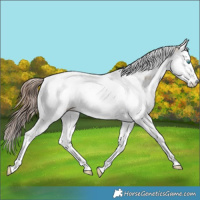 Horse Color:Amber Champagne Dun Splash Tobiano Appaloosa
