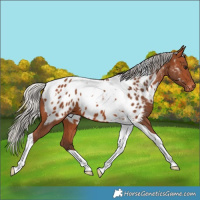 Horse Color:Silver Bay Tobiano Near Leopard