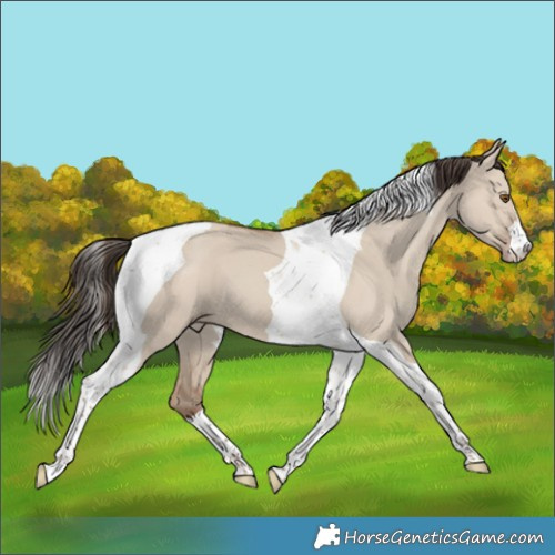 Horse Color:Classic Champagne Dun Tobiano 