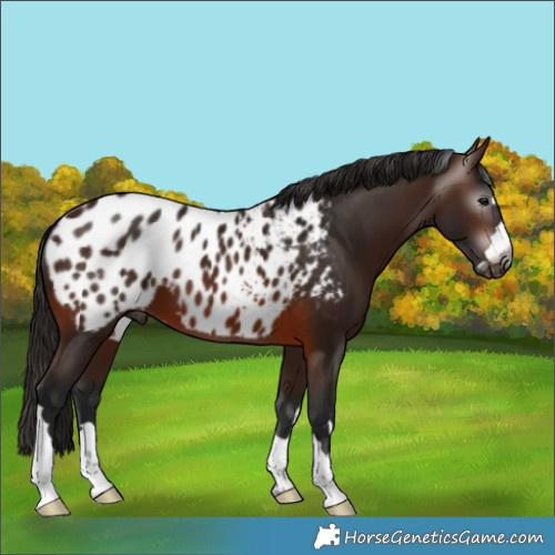 Horse Color:Gray Bay Appaloosa 
