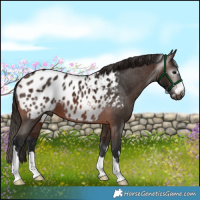 Horse Color:Gray Bay Appaloosa