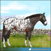 Horse Color:Gray Bay Appaloosa