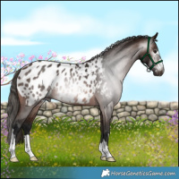 Horse Color:Gray Bay Appaloosa
